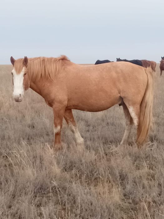 Айғыр сатылады 1 млн теңге