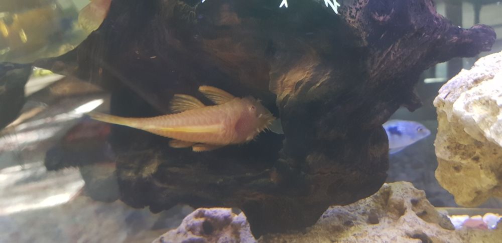 анцитрус золотистый, 10-12 см.