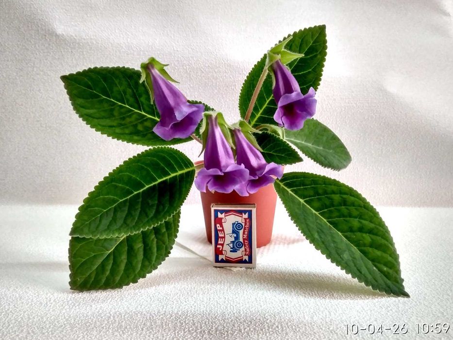 Статуэтка из цветного стекла - Птичка (аналог муранского стекла)