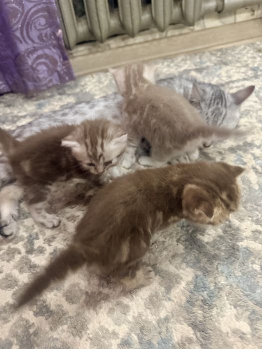 Отлам 3-х котят в добрые руки!!!