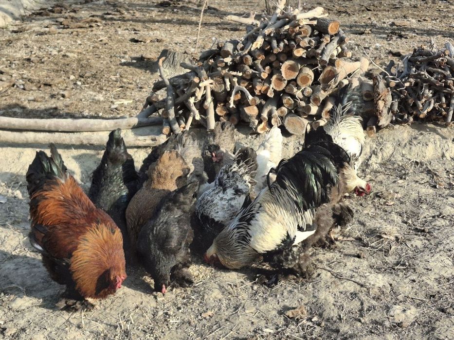 Брама хорозлар сотилади