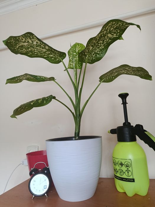 Диффенбахия без горшка