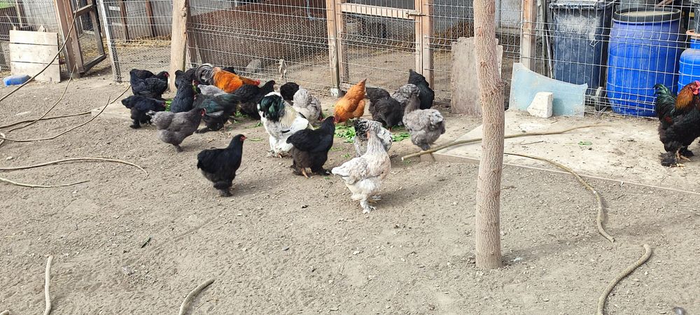 Ouă de tara pt consum