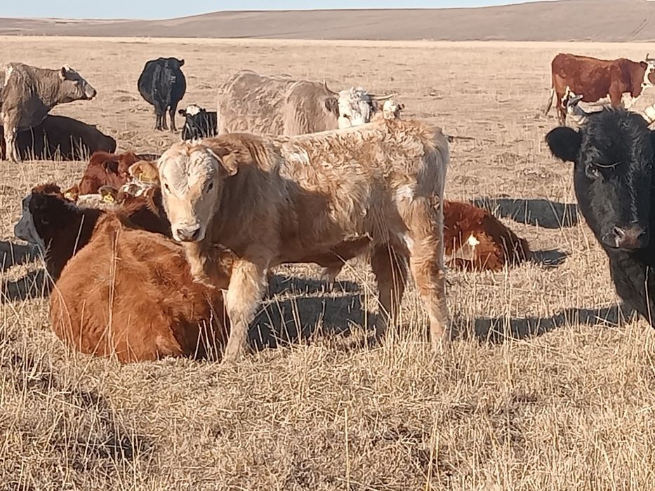 Еркек подсостар сатылады