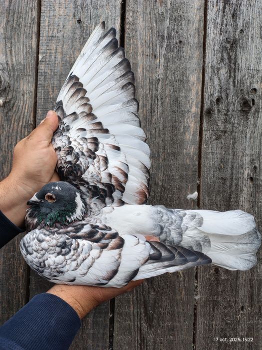 Porumbei voiajori colorați