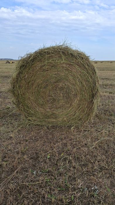 Продам сено в руланах