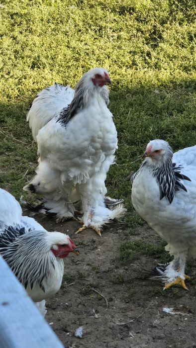 Cocoși brahma herminat deschis