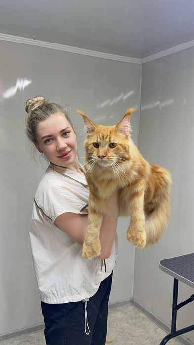 Груминг кошек, профессионально