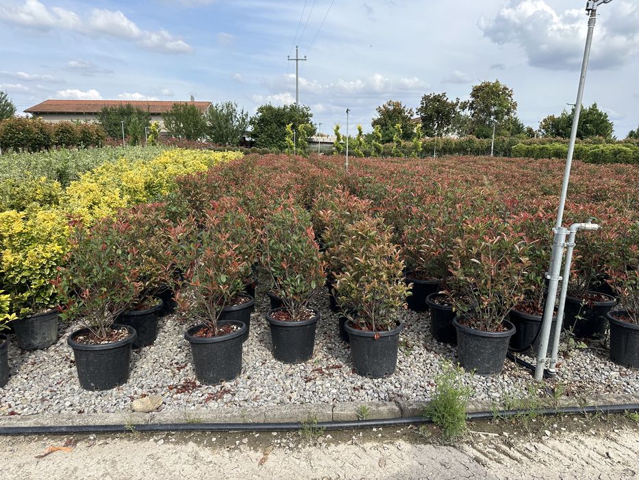Tuia brazi mesteacan forme bosai pini tei ilex prunus eglezesc