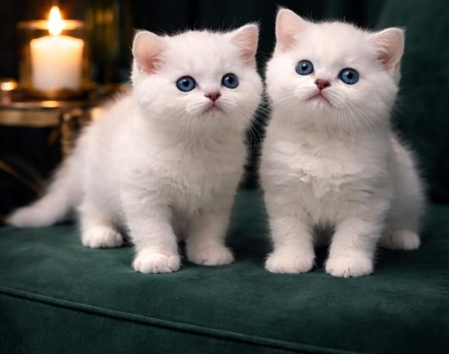 Кошечка и котик БриТанСкие