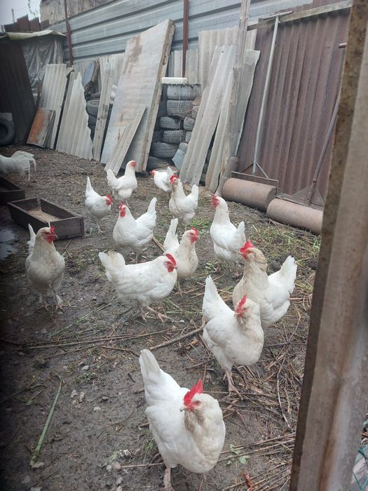 Инкубационное яйцо несушки!