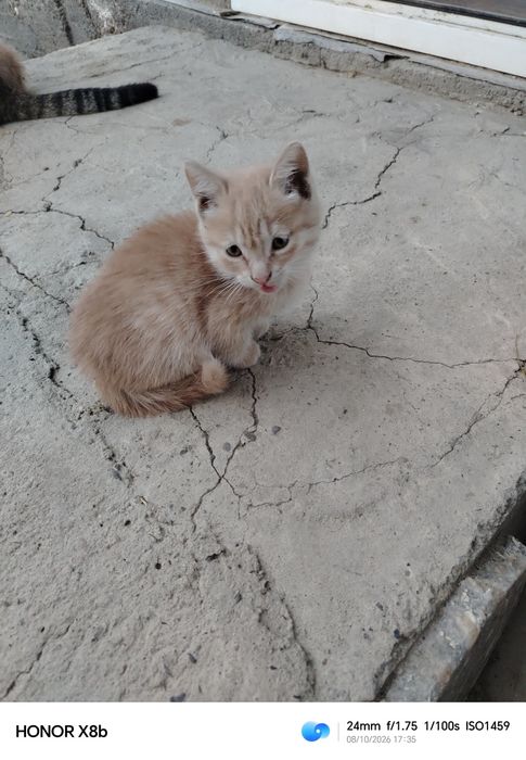 Котята бесплатно