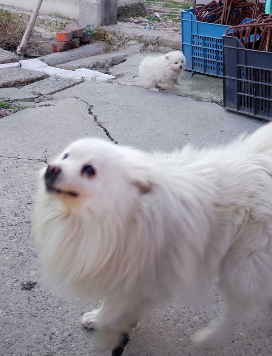 Момче мини - шпиц