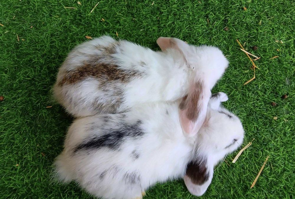 Karlik baran toza zot optom oganga kelishtiriladi