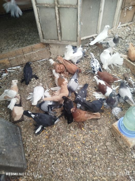 Продам голубеи разных