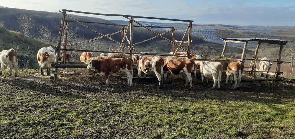 Vaci, juninci, Tăurași