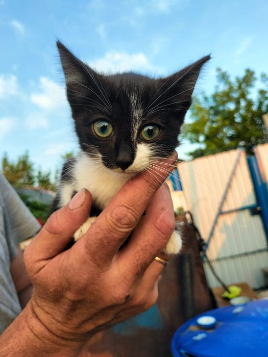 Отдам котят в добрые руки