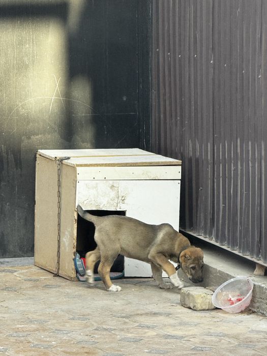 Алабай щенок.