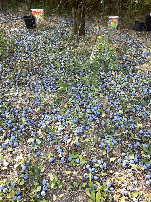 Prune pentru tuica