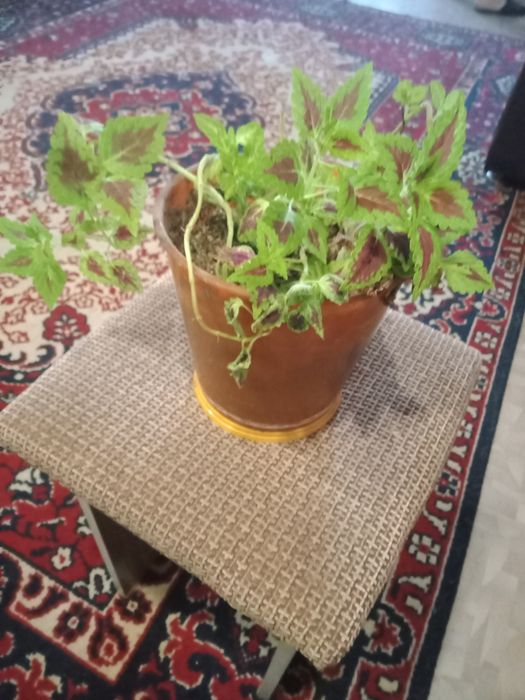 Продам Колеус в горшке.