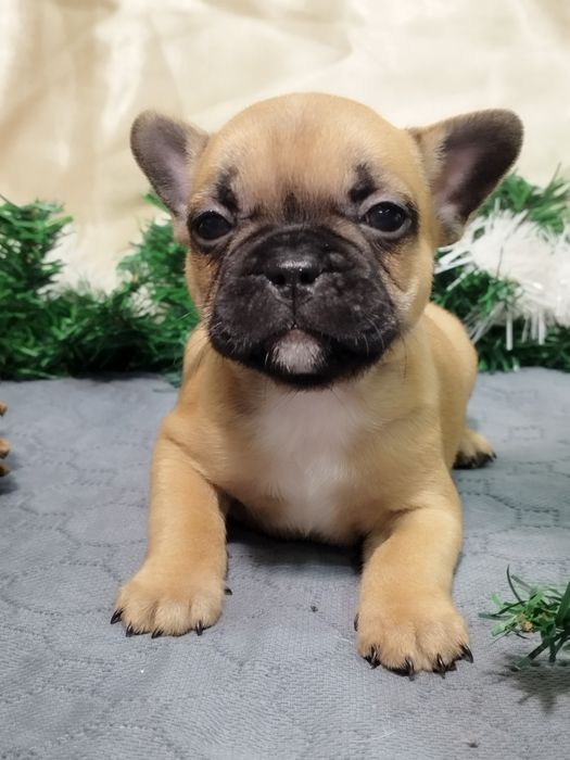 Френски булдог - бебета
