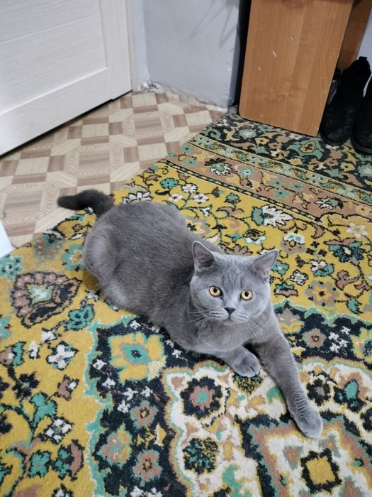 Британец на вязку