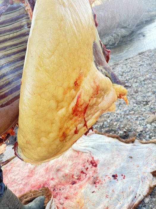 Соғымға жылқылар сатылады