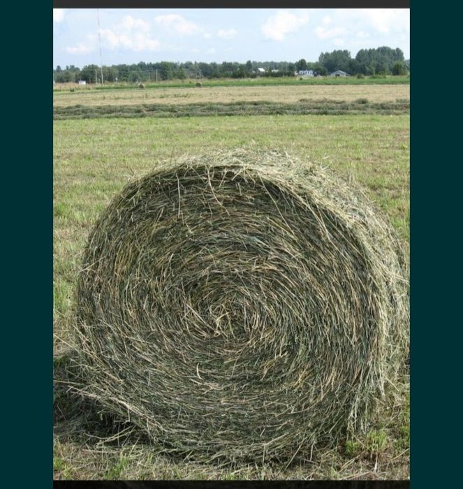 Продам сено в рулонах
