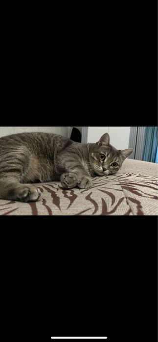 Отдам кота 3 года кастрированный