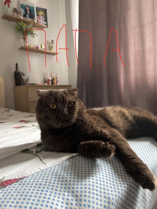 Срочно продам двух котят