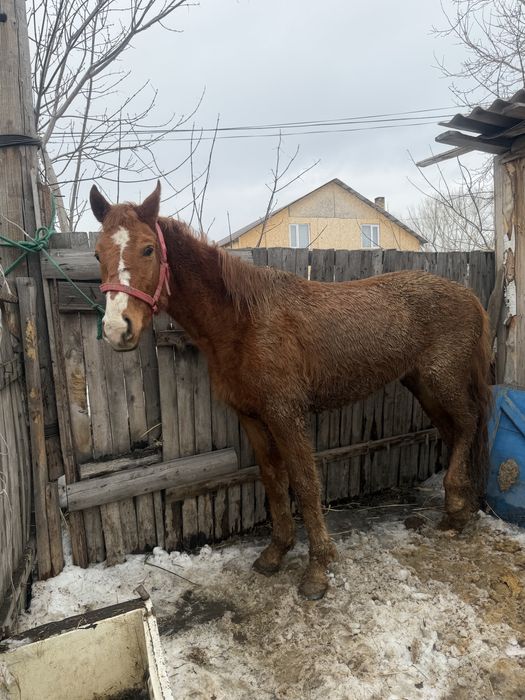 Продается кобыла