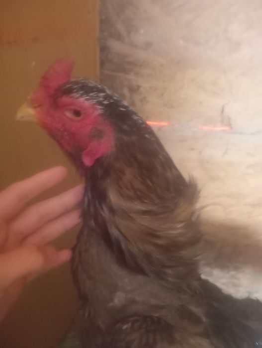 Продам срочно даканов