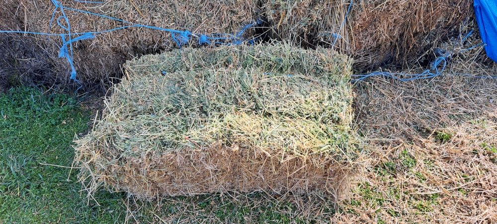 Vand baloti lucerna coasa 3 si 4 calitate superioara