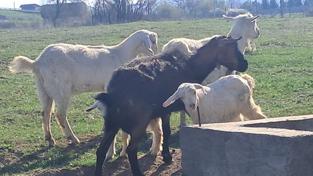 Сүтті ешкі лағымен сатылады.