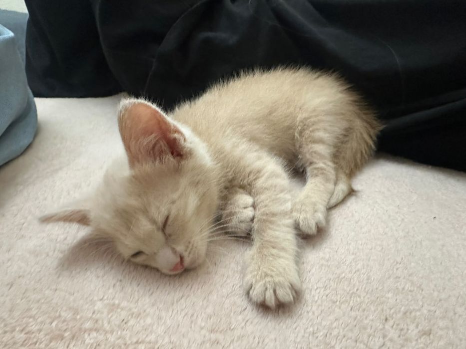 Котенок в хорошие руки