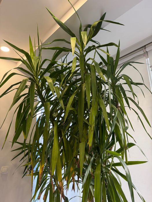 Голяма Юка в саксия – идеална за дом, офис или градина около 3 метра