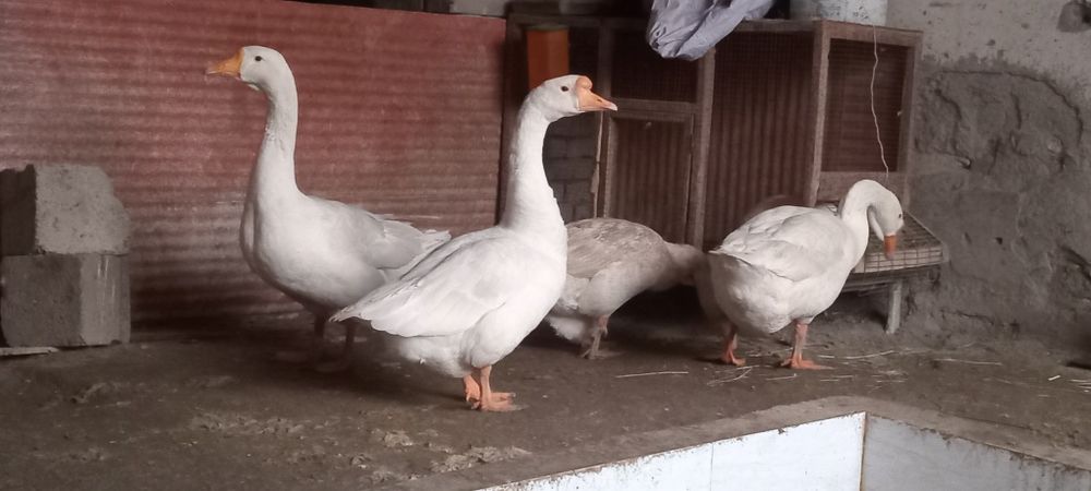 G'oz lar sotiladi