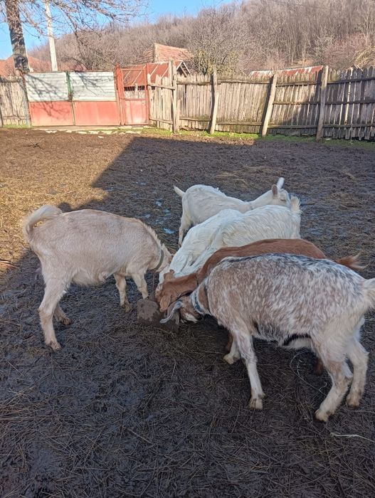 6 capre de vânzare și un țap