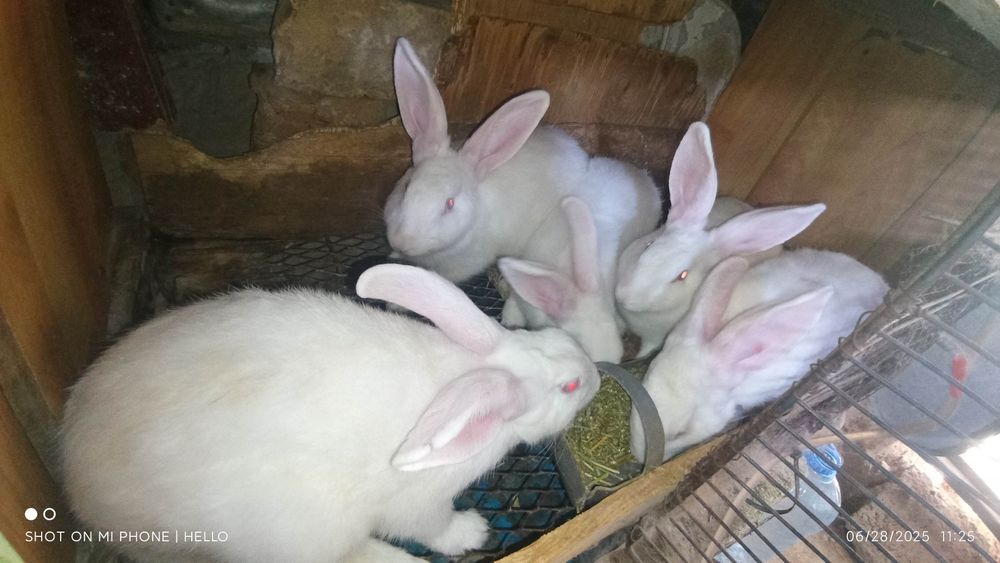 Quyon,кролик,hikol quyonlari