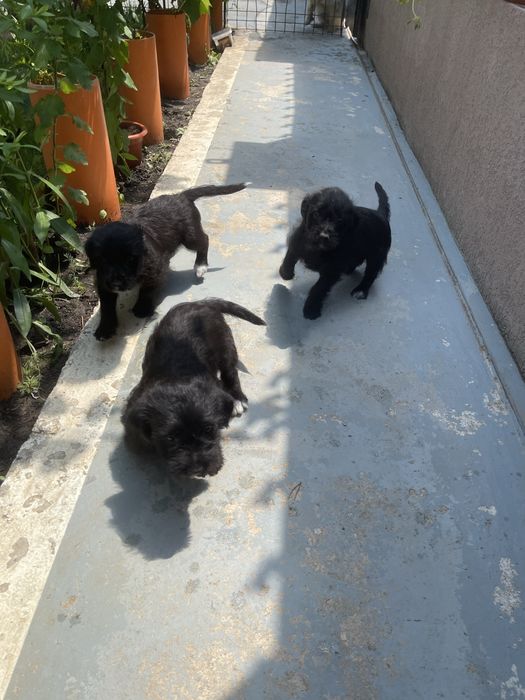 Domez catei negri cu mamica
