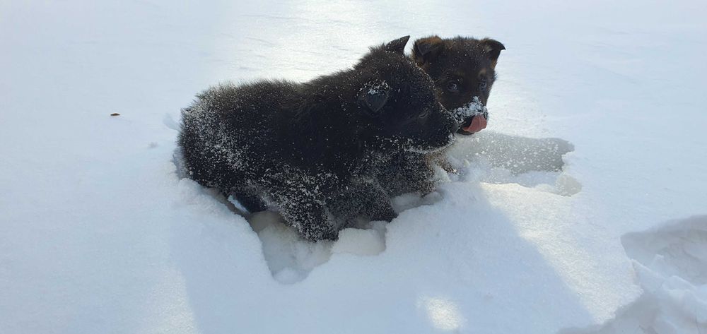 Щенки немецкой овчарки