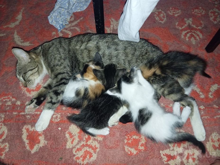Pshik bor bepul yakshi kolarga beraman