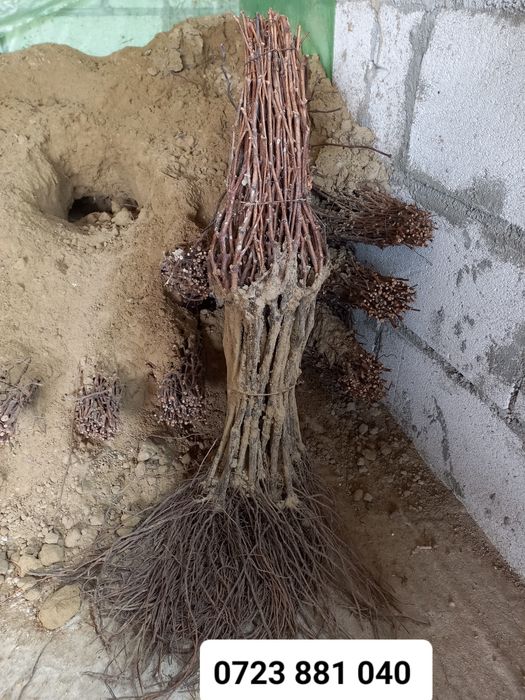 Butasij vita de vie anul 2 și anul 3