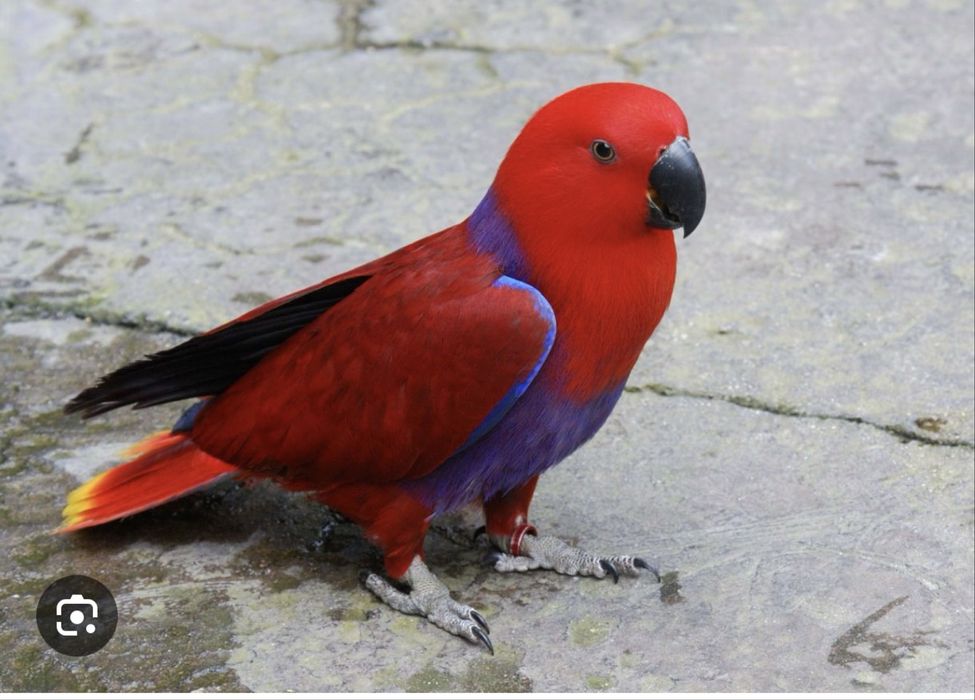 Блогородный эклектус папугай