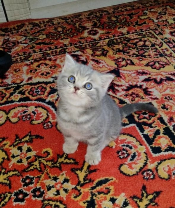 Продам котят скотиш