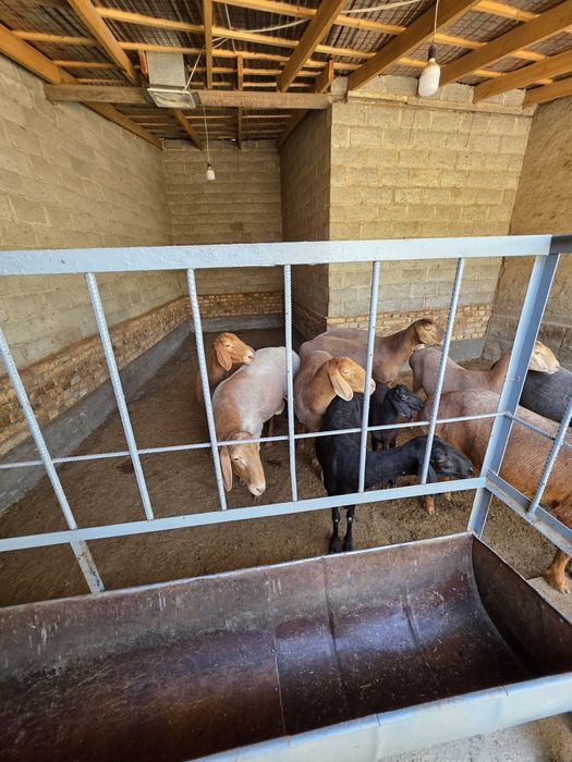 Арашан киргиз баран кучкар ва соликлар бор