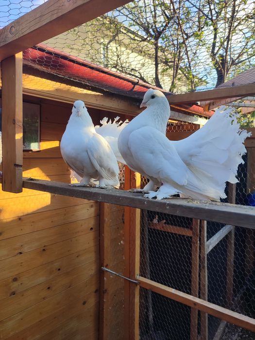 Voltați indieni albi pereche