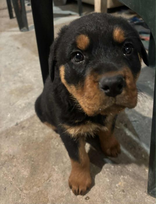 Продавам кученце на 50 дни