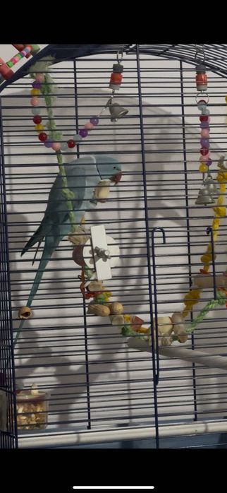 Pereche Micul Alexandru