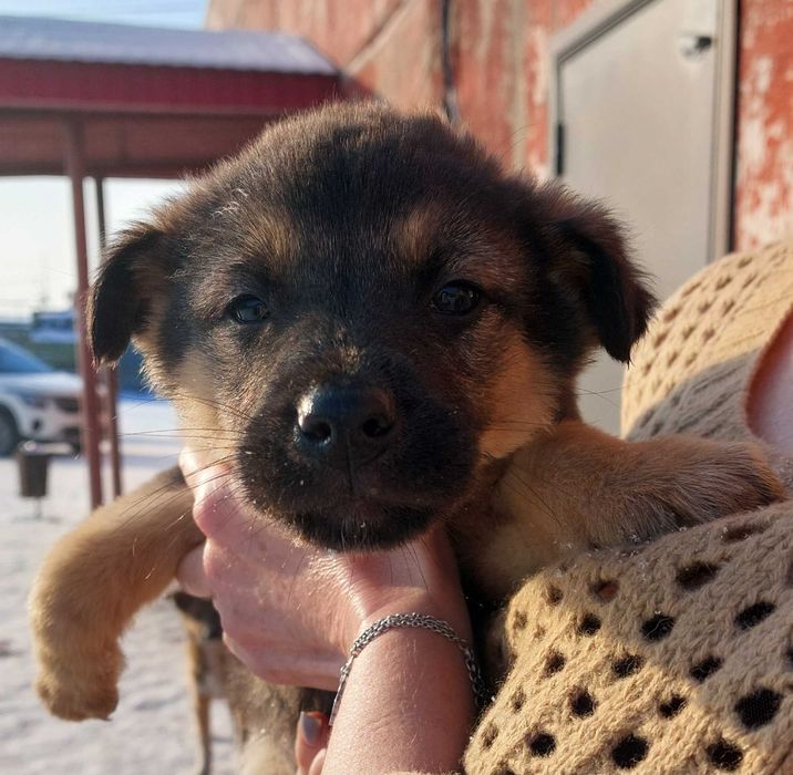 Отдам щенков в добрые руки. ЭКИБАСТУЗ.